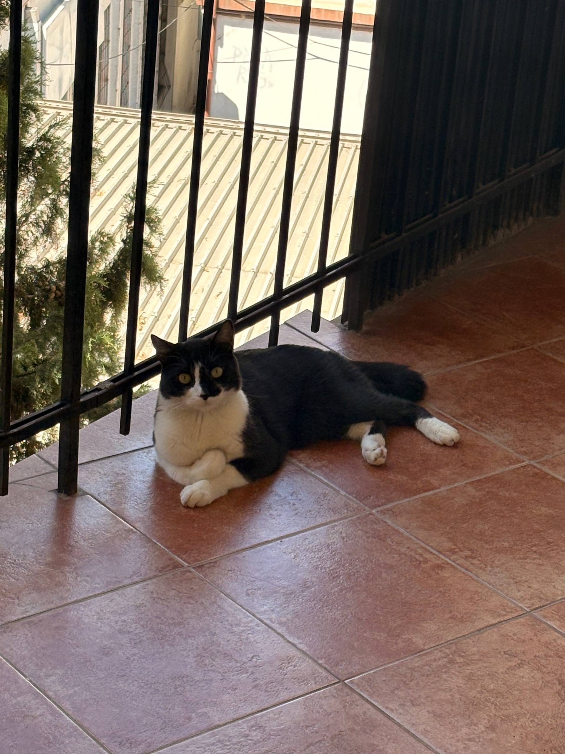 Fake Calcetines, the black and white cat listed as feline asset 002