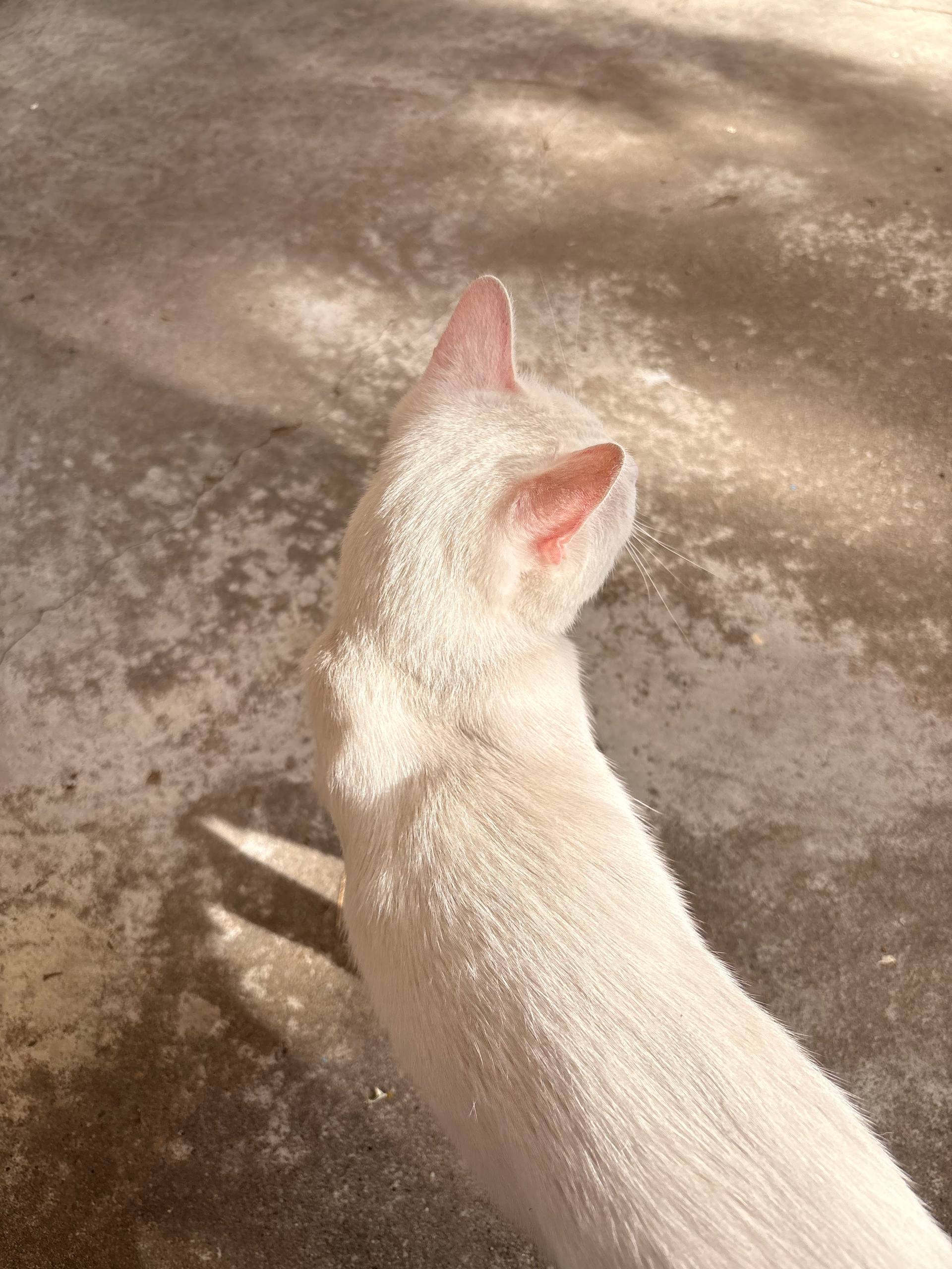 Lil Mayo, the white cat listed as feline asset 001